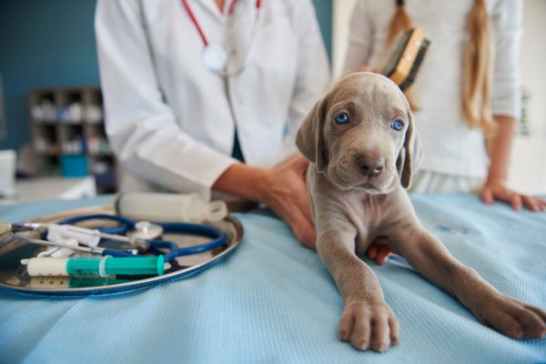 Veterinario